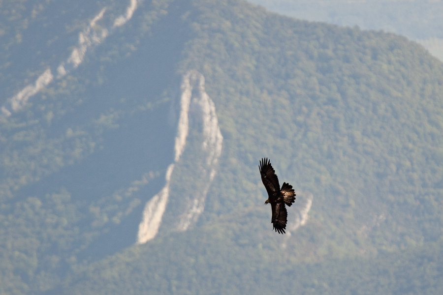 Aigle royal en vol