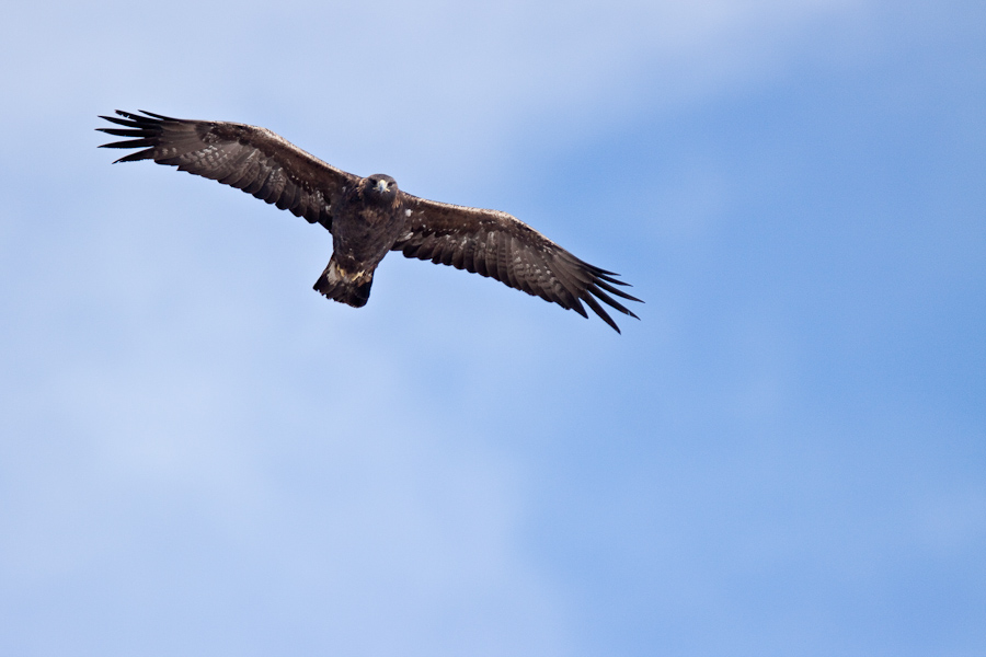 Aigle royal en vol