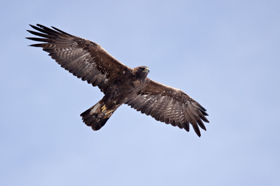 Aigle royal en vol