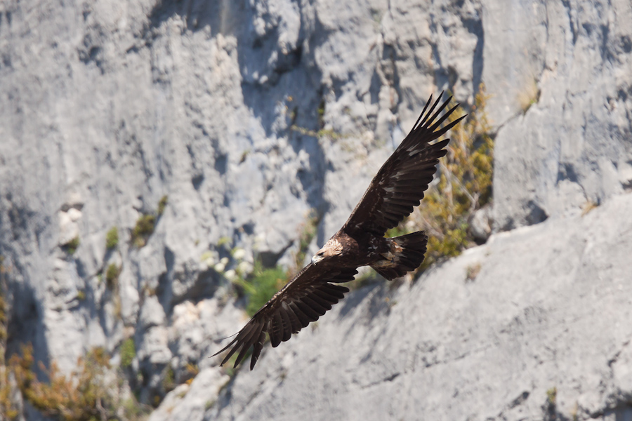 Aigle royal en vol devant les falaises