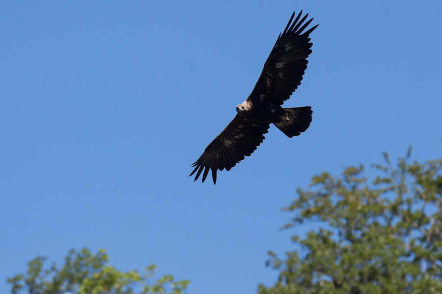 Aigle royal en vol au sommet des arbres