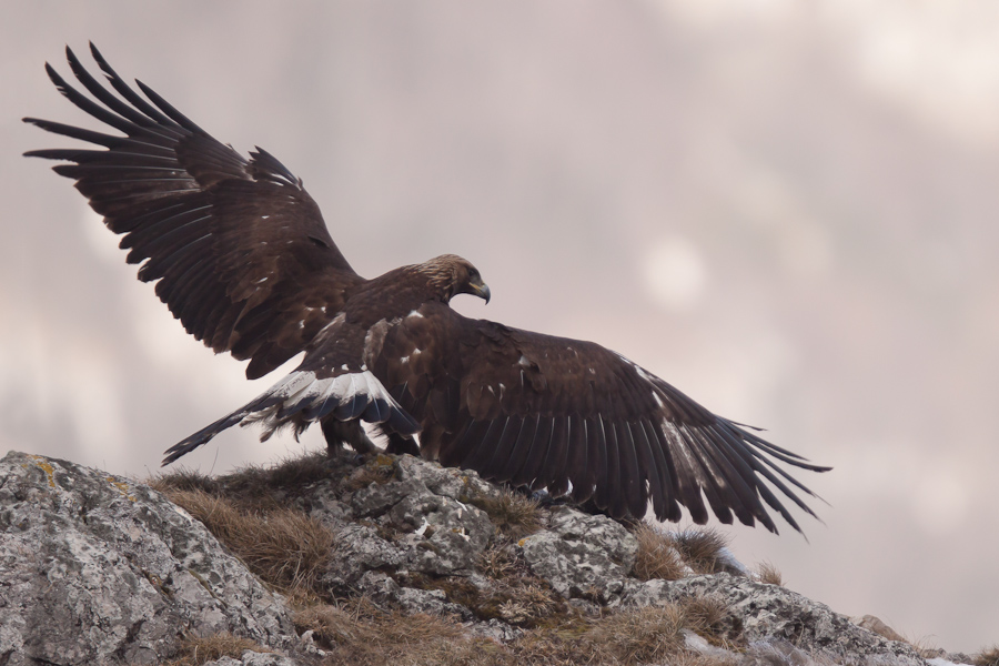 Aigle ailes ouvertes