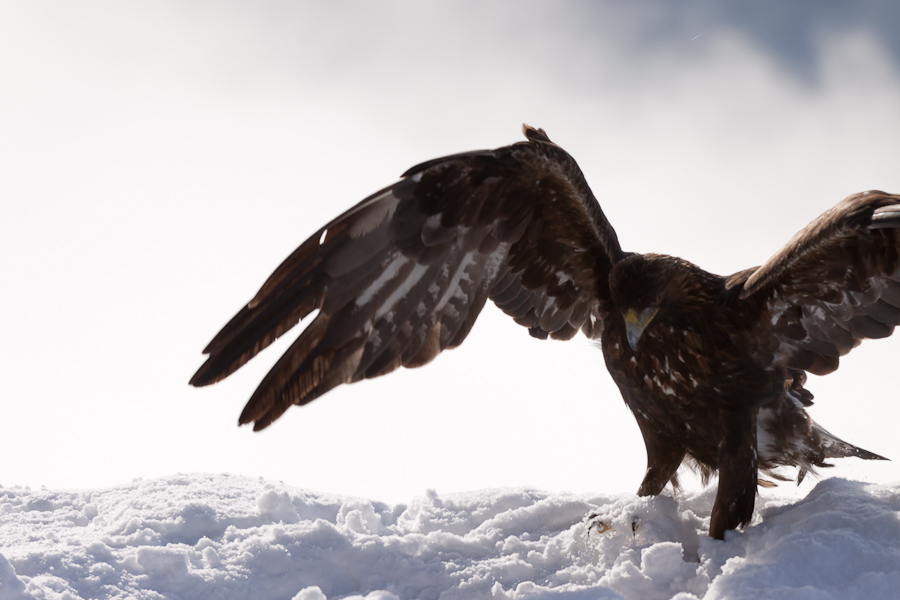 Atterrissage de l'aigle royal