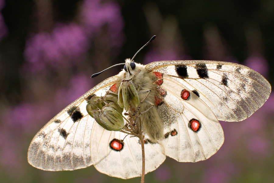 Papillon apollon