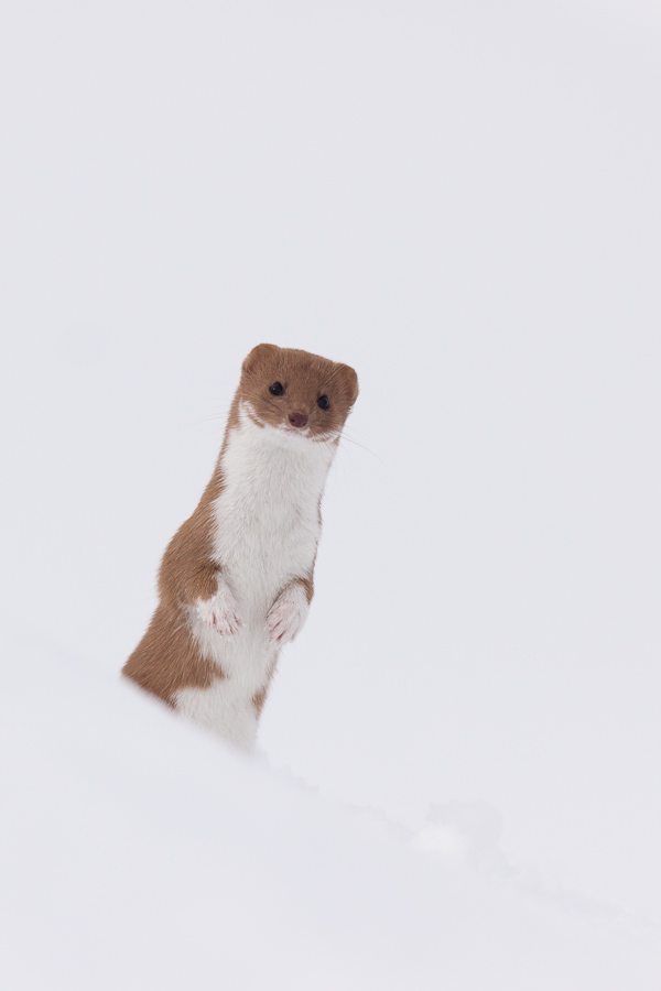 Belette en chandelle au bord de son trou dans la neige