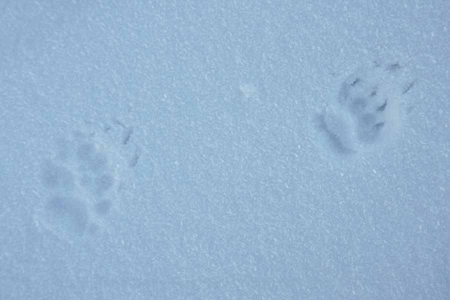 Trace de blaireau dans la neige