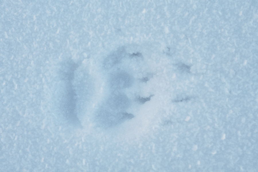 Trace de blaireau dans la neige