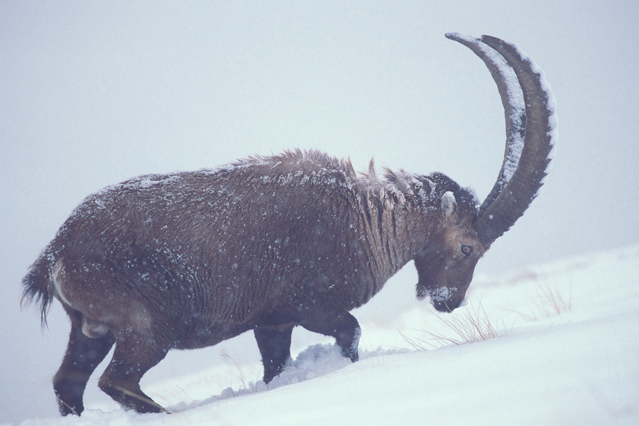 Bouquetin male cherchant sa nouriture dans la neige