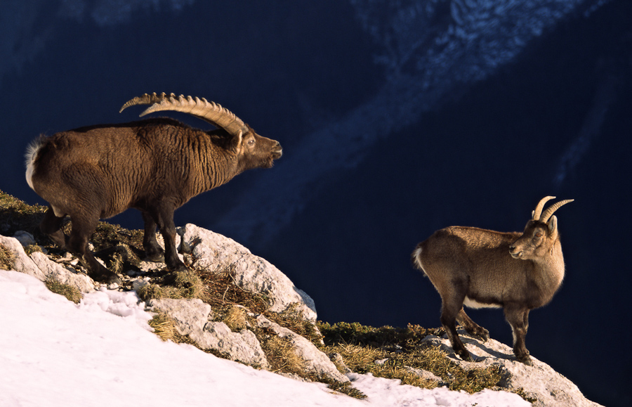 Couple de bouquetins pendant le rut