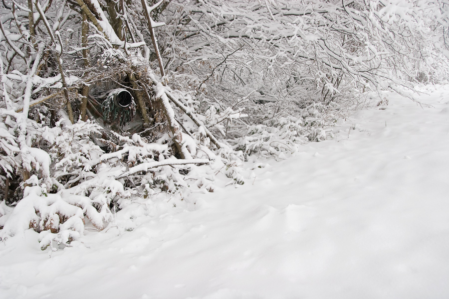 Affut de Tamee sous la neige