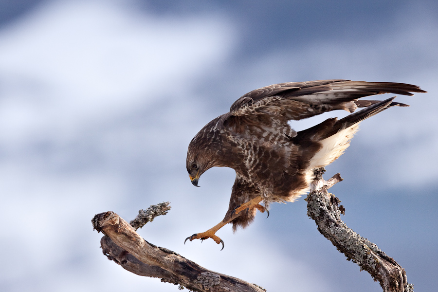 Le saut de la buse variable