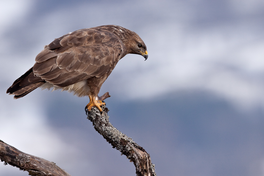 Buse variable en hiver