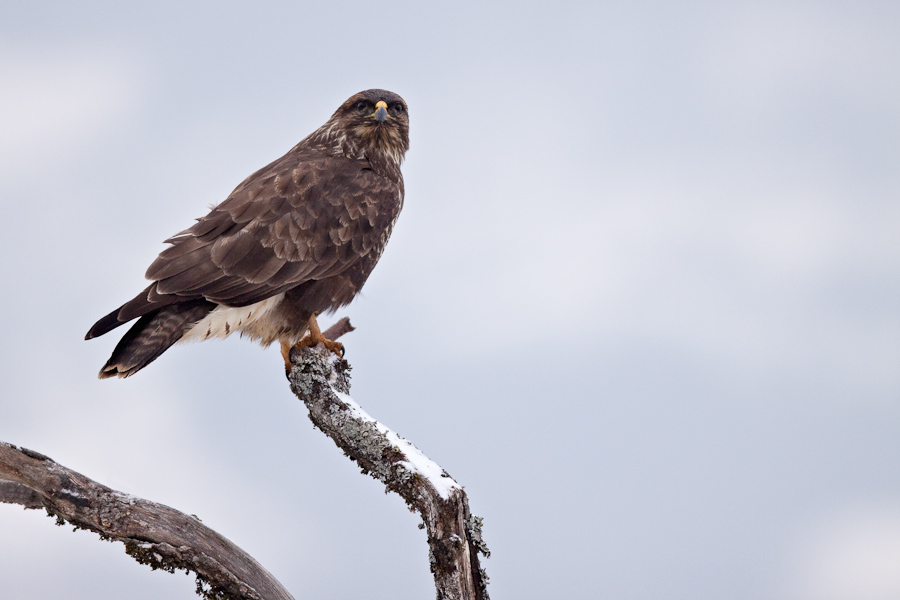 Buse variable en hiver