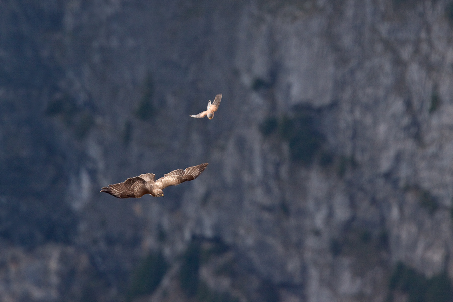 Attaque d'un faucon crecerelle sur une buse variable en vol