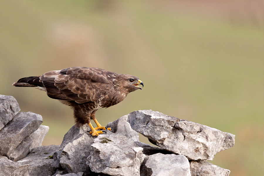 Buse variable sur un pierrier menacant un congenere