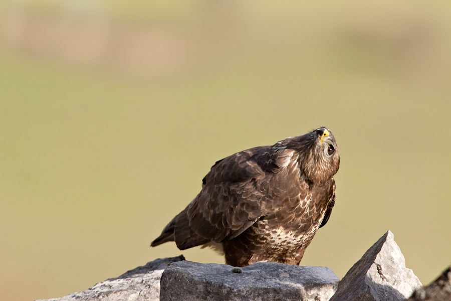 Buse variable sur un pierrier surveillant un congenere