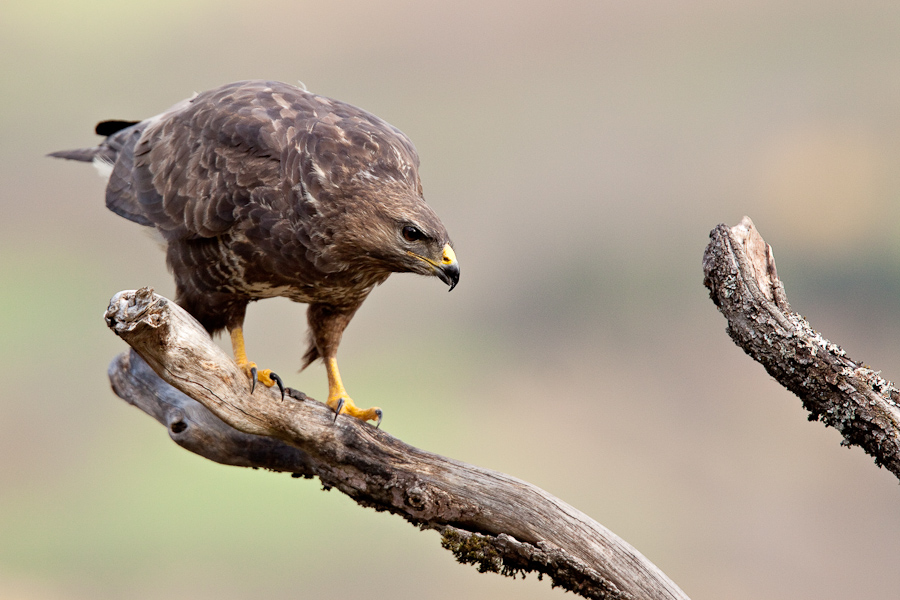 Buse variable sur un arbre mort