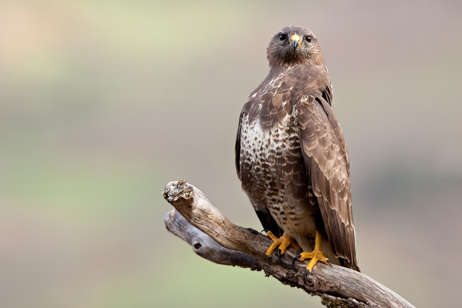 Buse variable sur un arbre mort intimidant un congenere