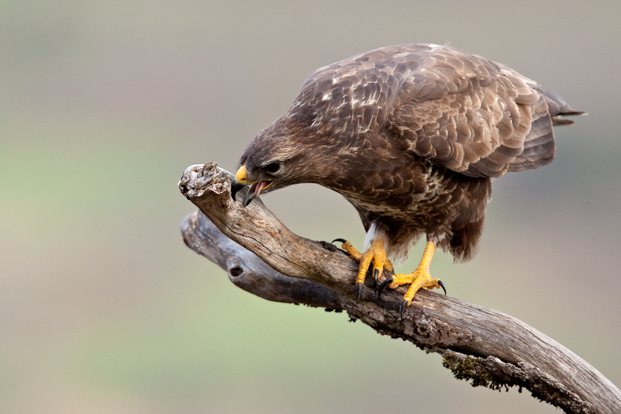 Buse variable sur un arbre mort se frottant le bec pour le nettoyer