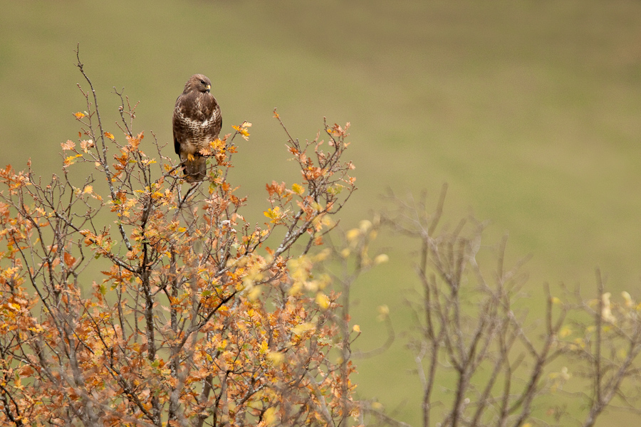 Buse variable surveillant son territoire