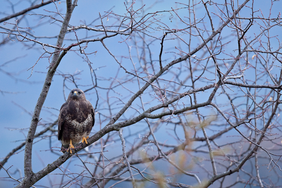 Buse variable surveillant son territoire