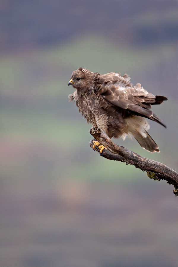 Buse variable s'ebrouant sur un arbre mort apres une petite aver