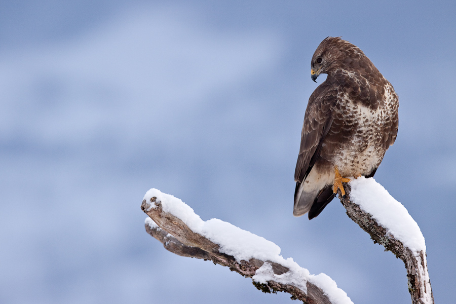 Buse variable sur un arbre mort en hiver