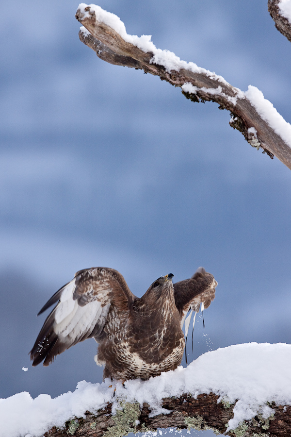 Buse variable prenant son envol sur un arbre mort en hiver