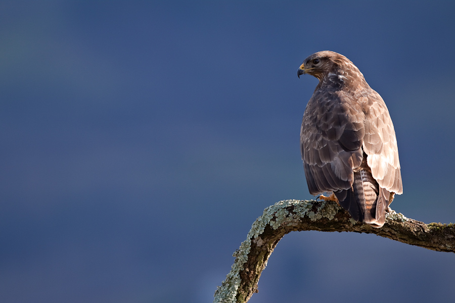 Buse variable perchee sur un arbre mort au lever du soleil