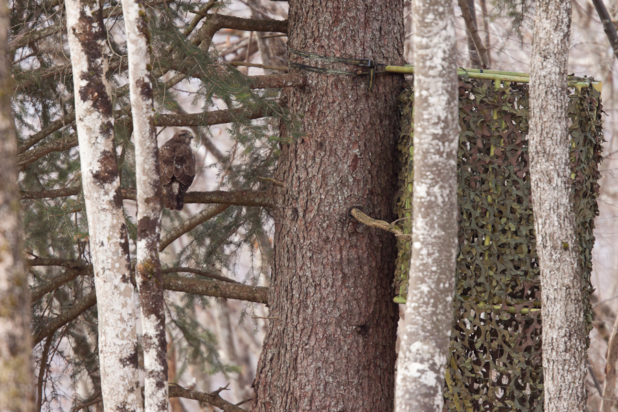 Buse variable et affut de chasse