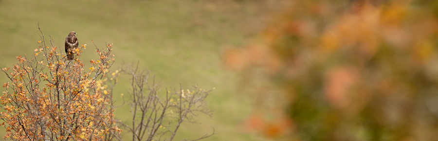 Buse variable criant a l'arrivee d'une congenere