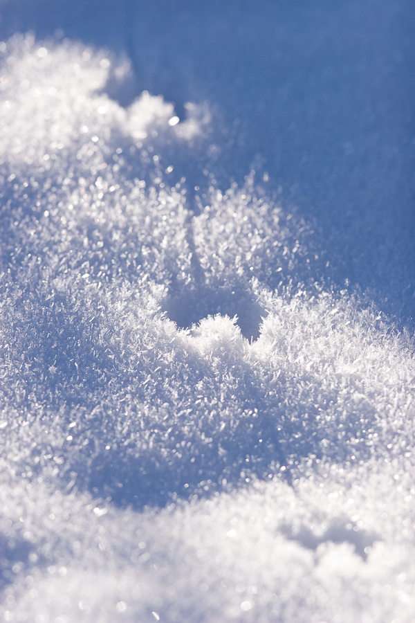 Traces de campagnol dans la neige