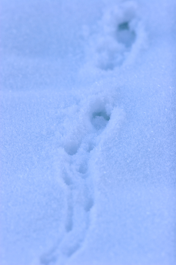 Traces et tunel de campagnol dans la neige