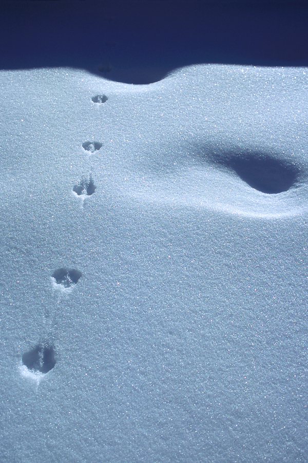 Trace de campagnol dans la neige