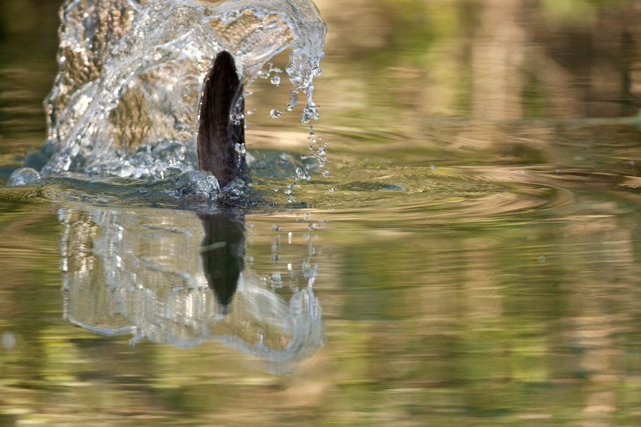 Plongeon du castor