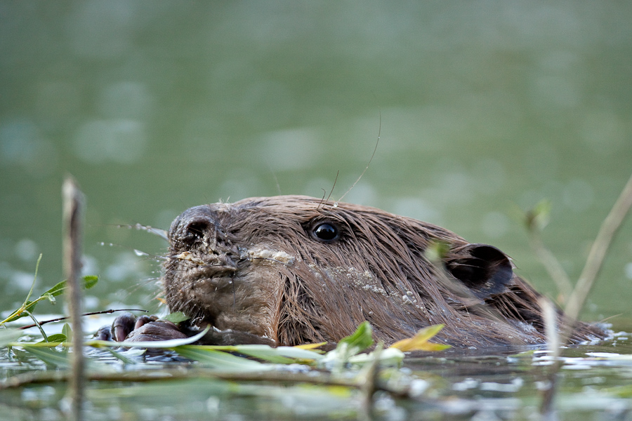 Portrait de castor mangeant une branche de saule dans l'eau