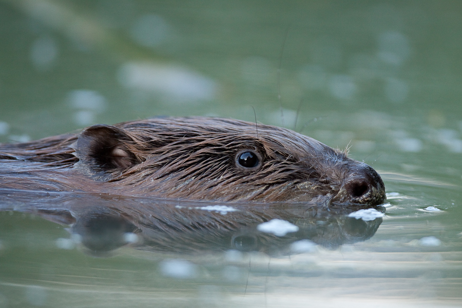 Portrait de castor