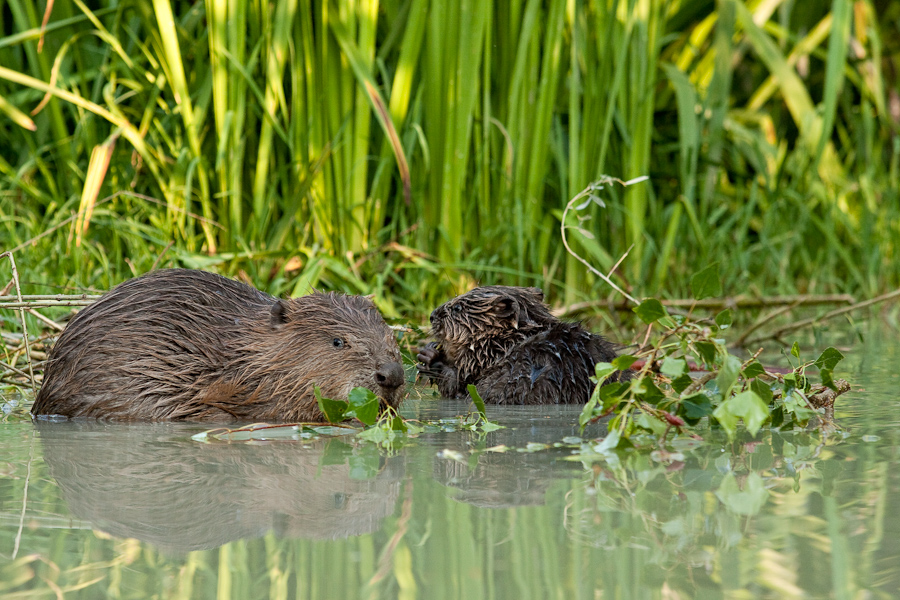 Castor adulte et jeune se nourrissant