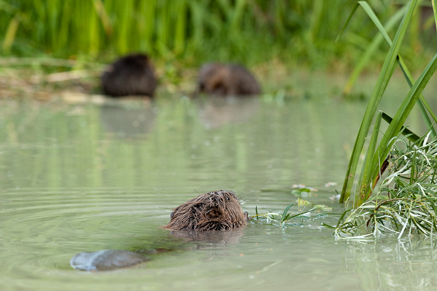 Castor adulte apportant une branche de saule a ses jeunes