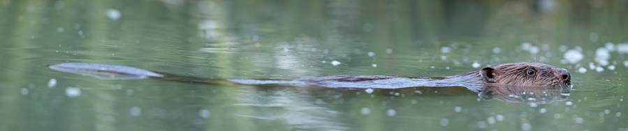 Portrait de castor dans l'eau