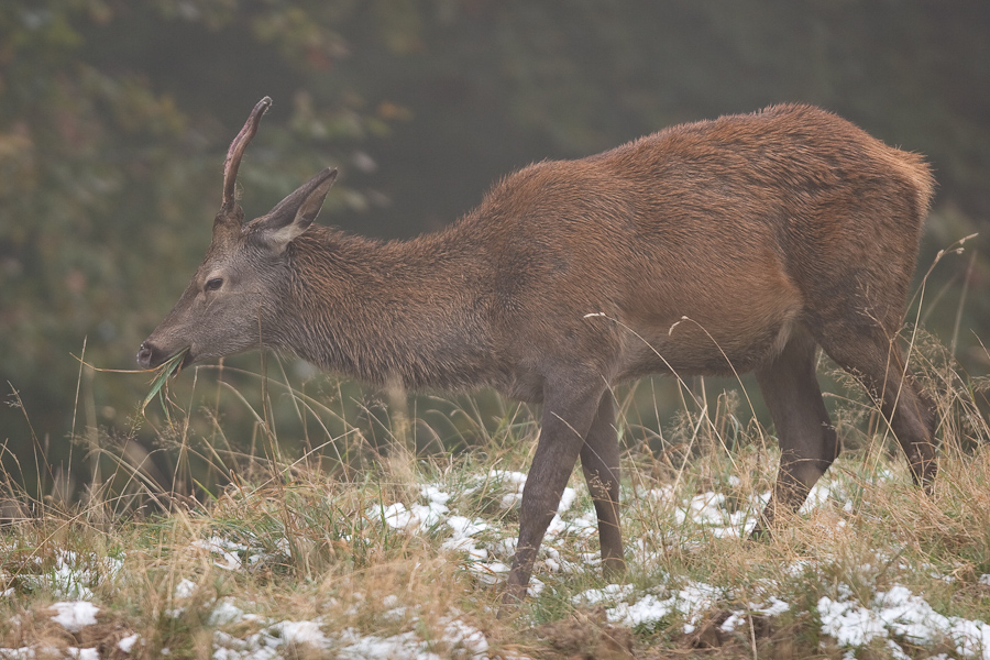 Jeune cerf daguet dans la brume