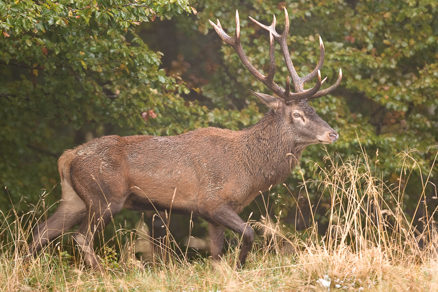 Cerf pendant le brame