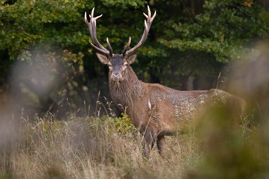 Cerf pendant le brame