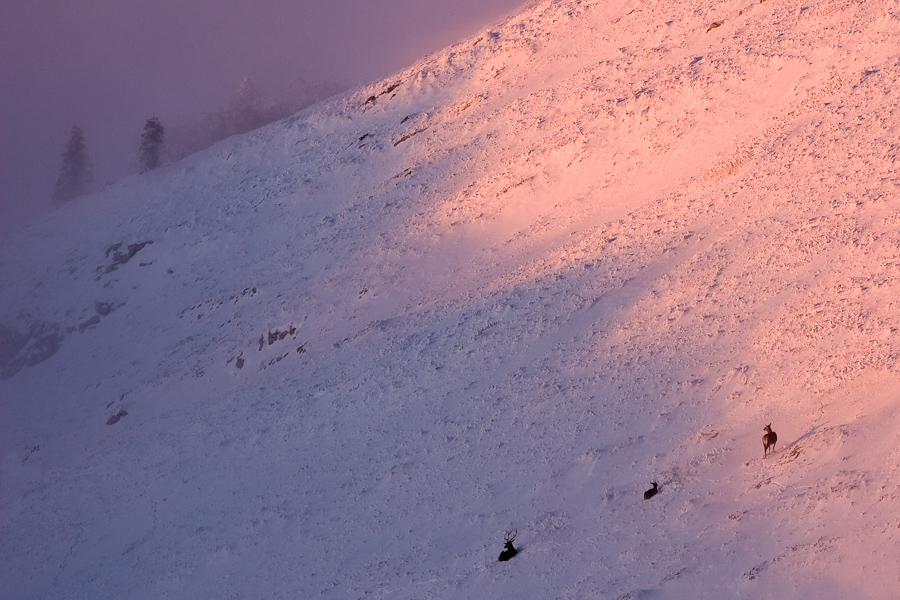 Un cerf une biche et son jeune au coucher du soleil