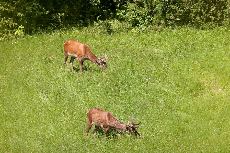 Cerf en velour