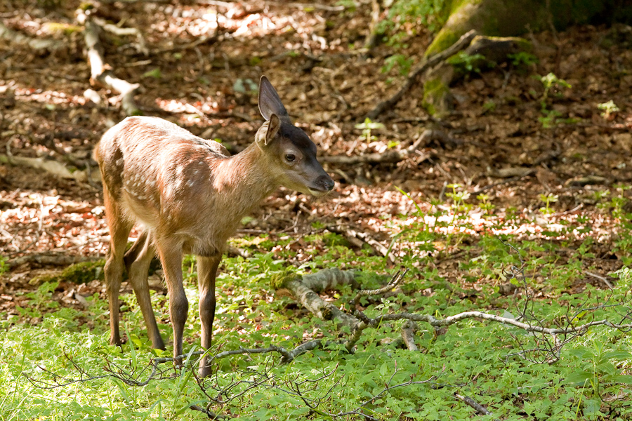 Jeune faon de cerf