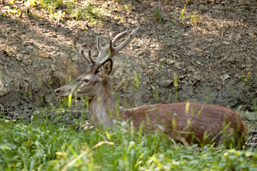 Cerf en velours couche dans une souille