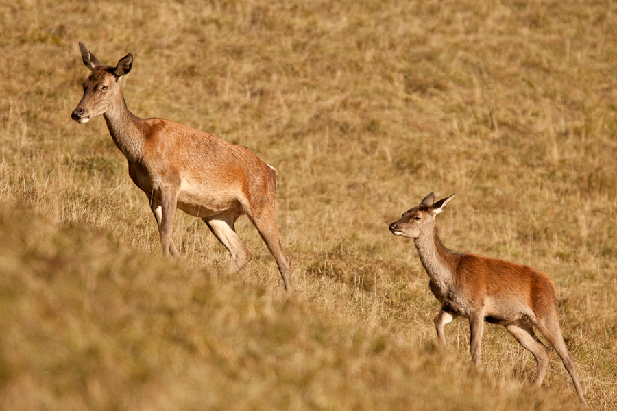 Biche et son jeune