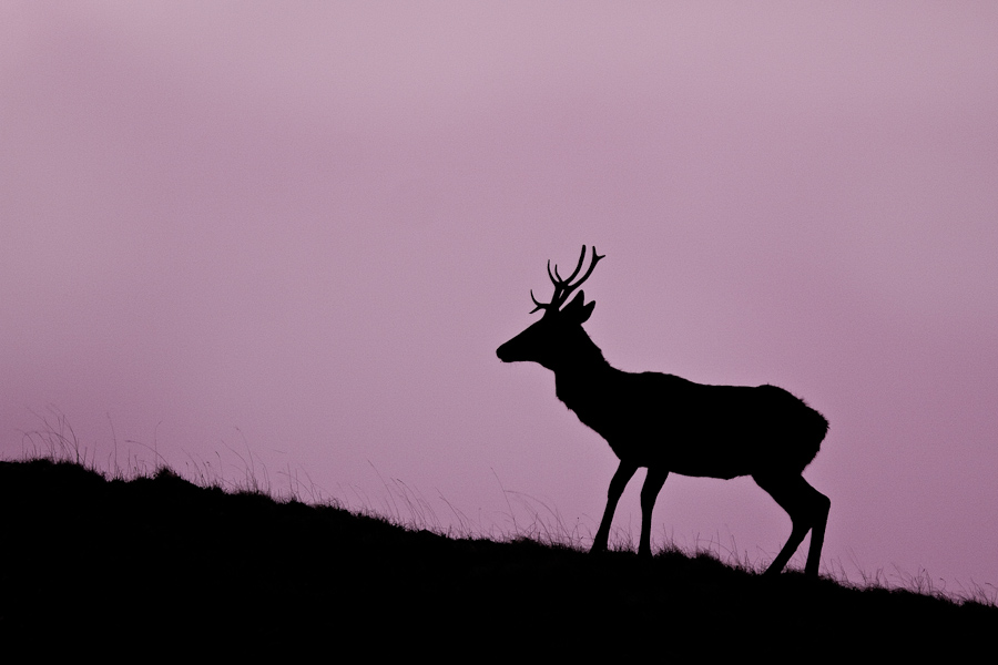 Silhouette de jeune cerf male a l'aube