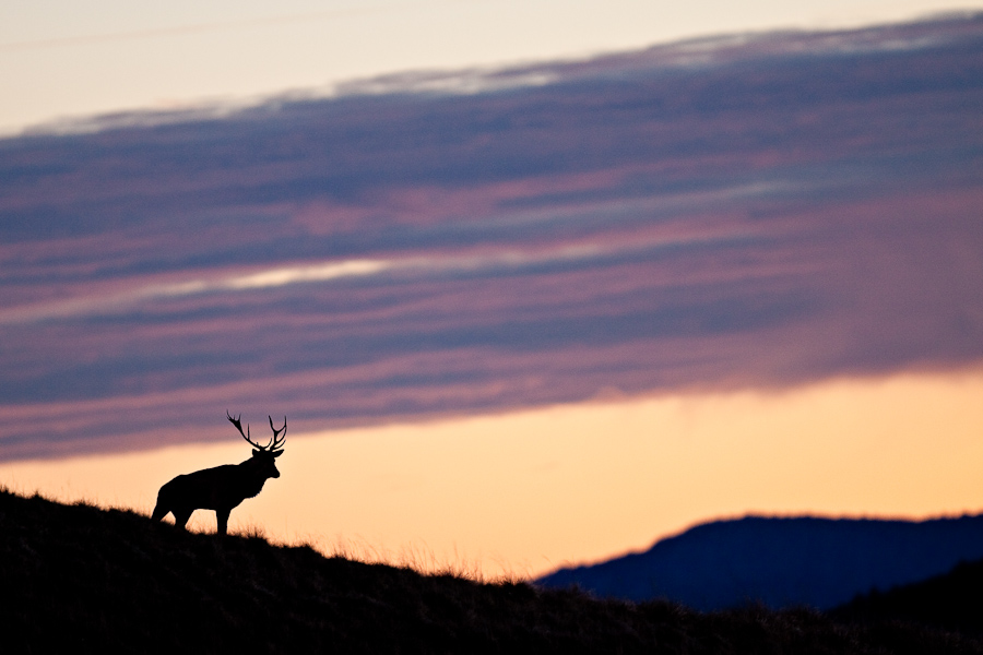 Cerf male sur une crete avant l'aube